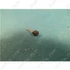 Picture 5/6 -transistor bf199 550mhz (bf224 helyett) / ORDER ONLY