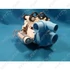Picture 1/6 -pump (circulator) gorenje dishwasher / ORDER ONLY